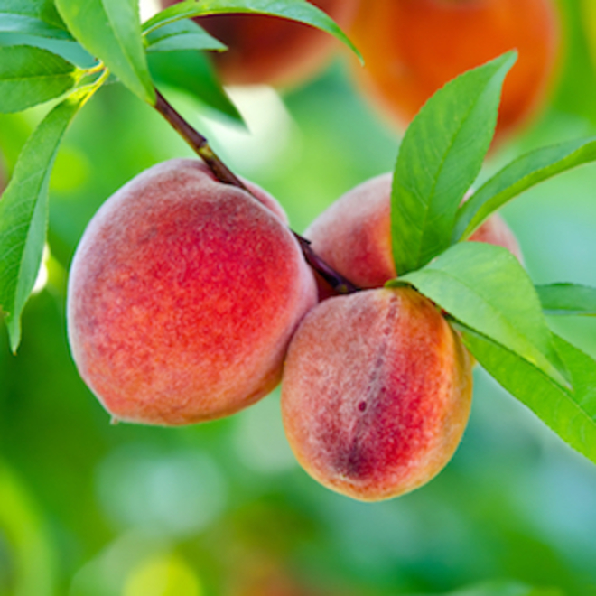 Peach kernel oil image 0